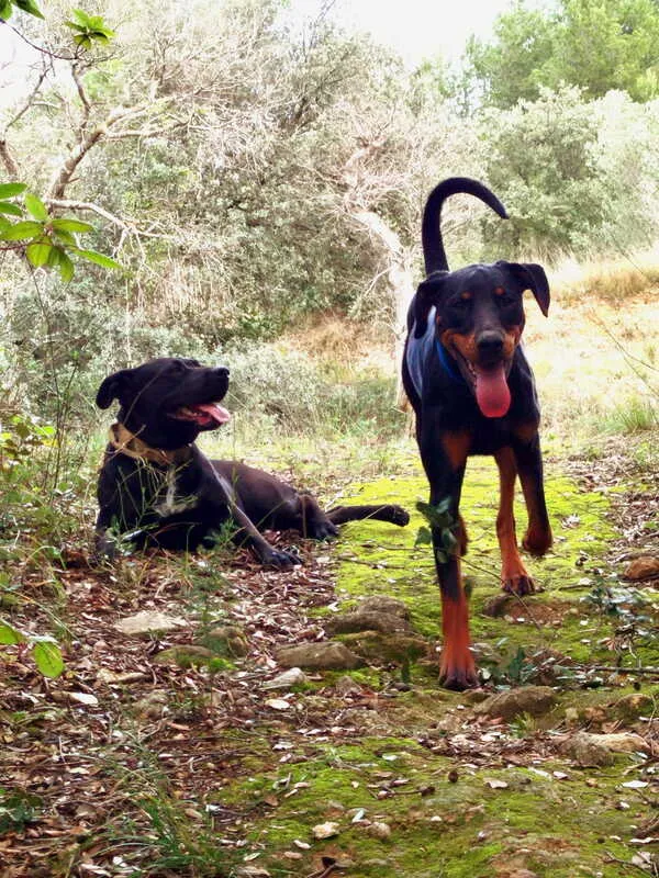 Aventure canine en plein air dans l'Hérault