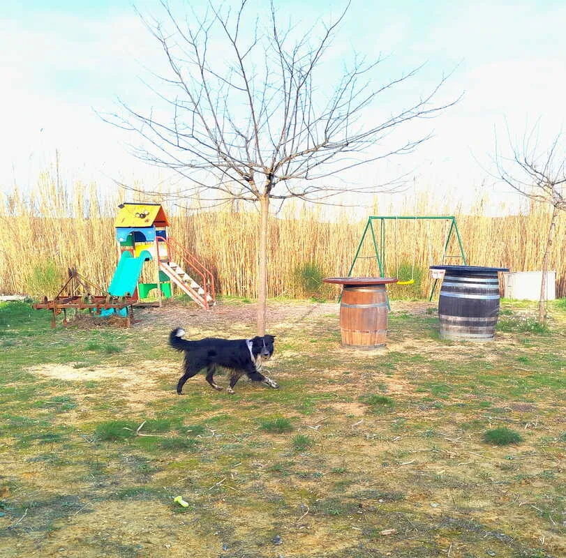 Chien au parc d'exercice dans l'Hérault