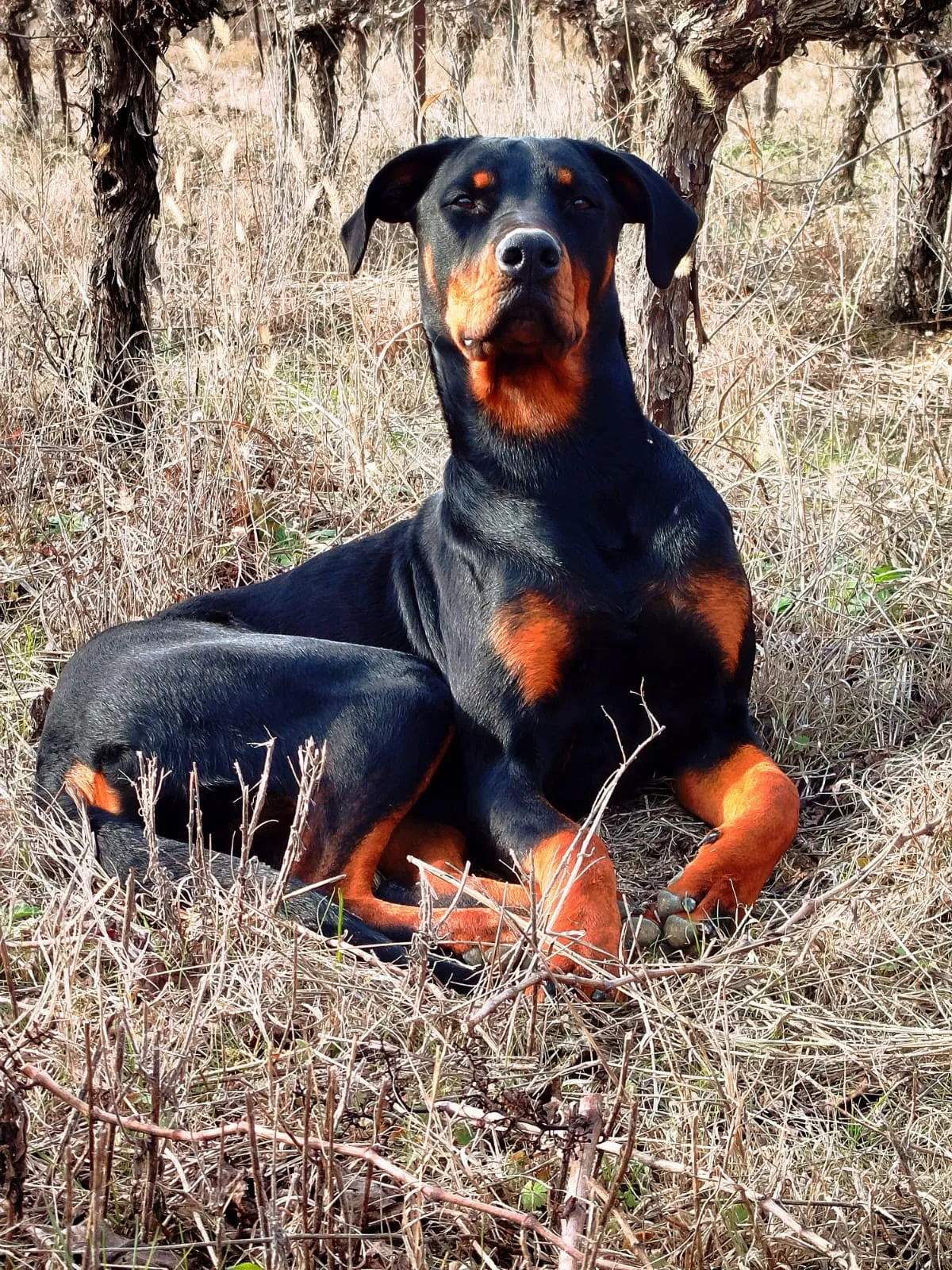 Chien en séance d'éducation canine dans l'Hérault