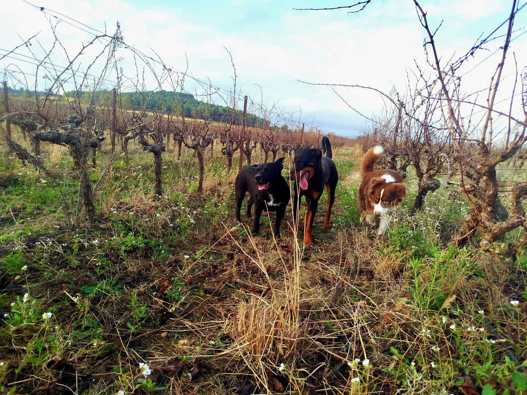 Chiens en balade dans la nature près du Pouget, Hérault