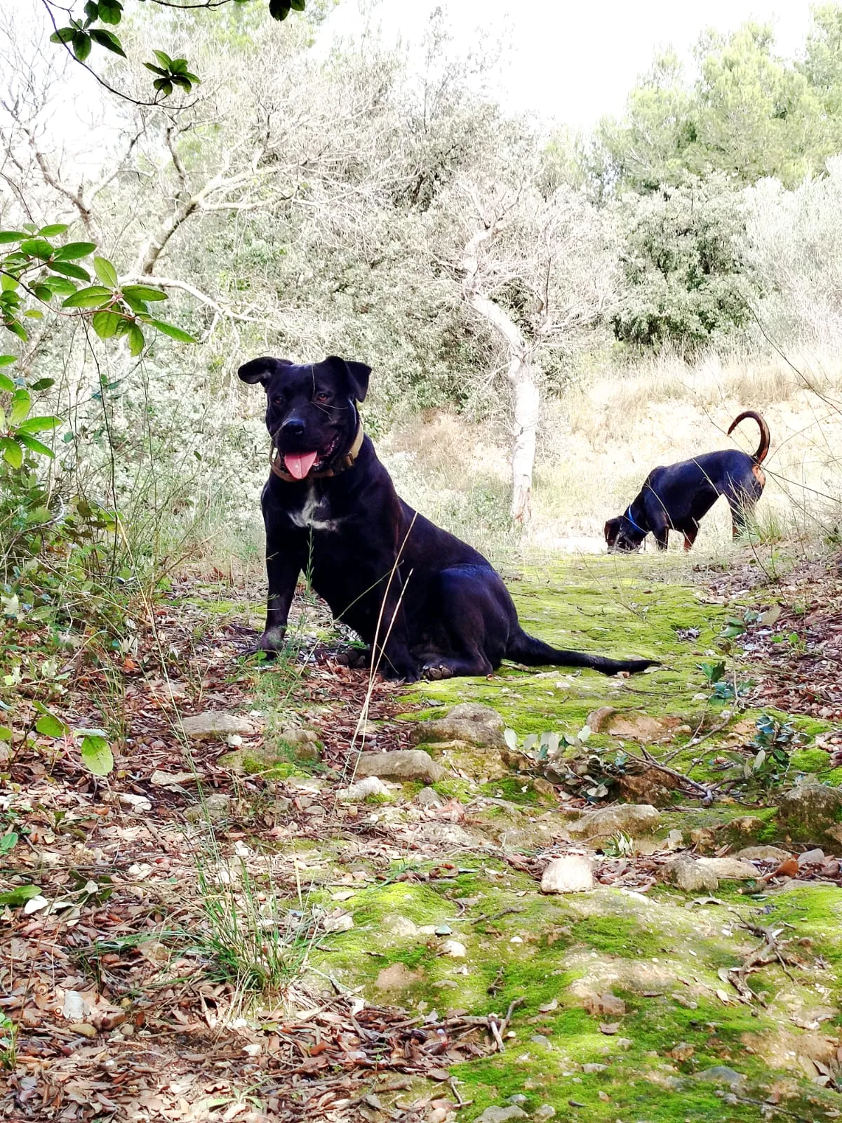Deux chiens en interaction lors d'une rencontre canine