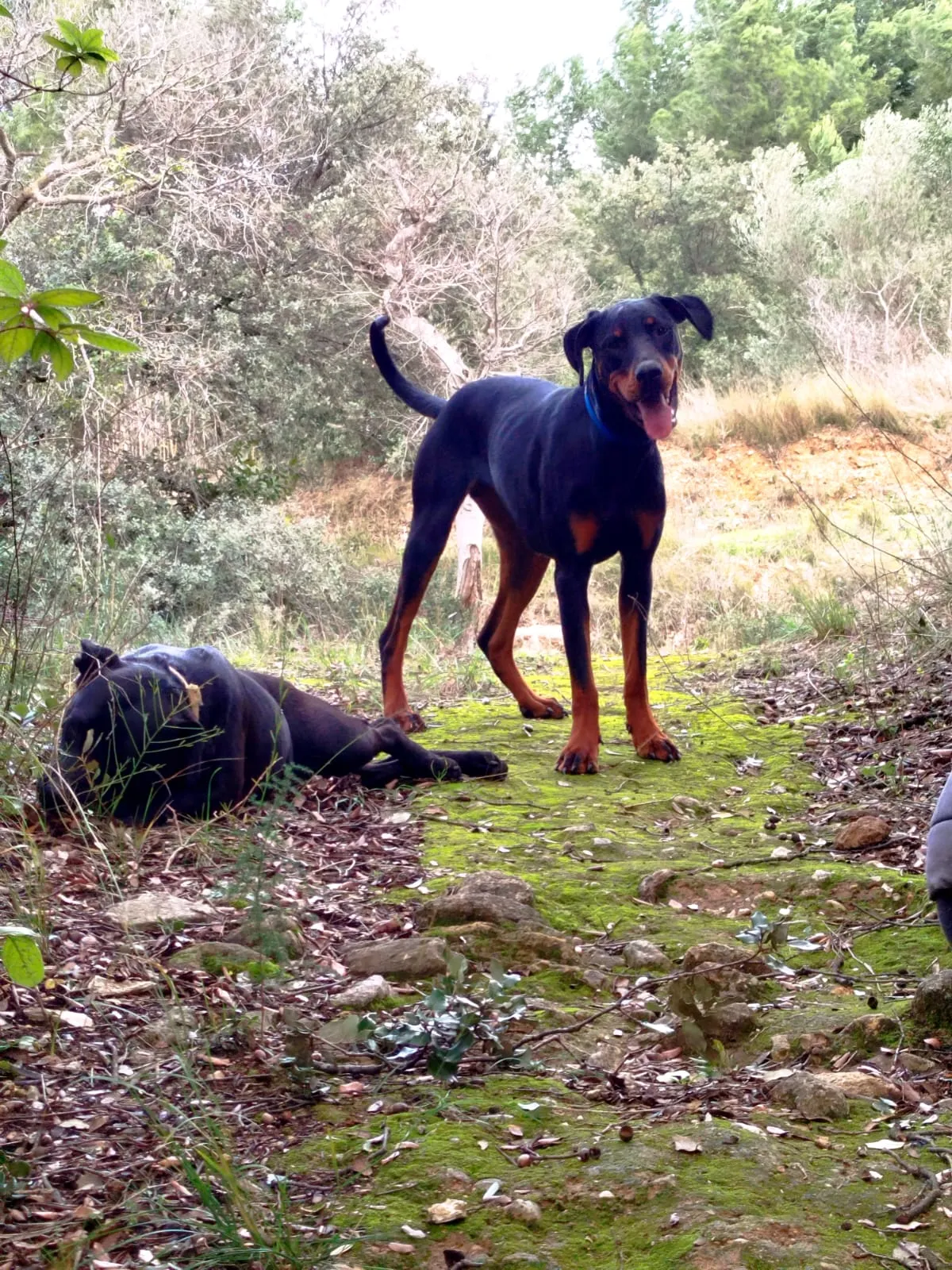 Duo de chiens en balade dans l'Hérault