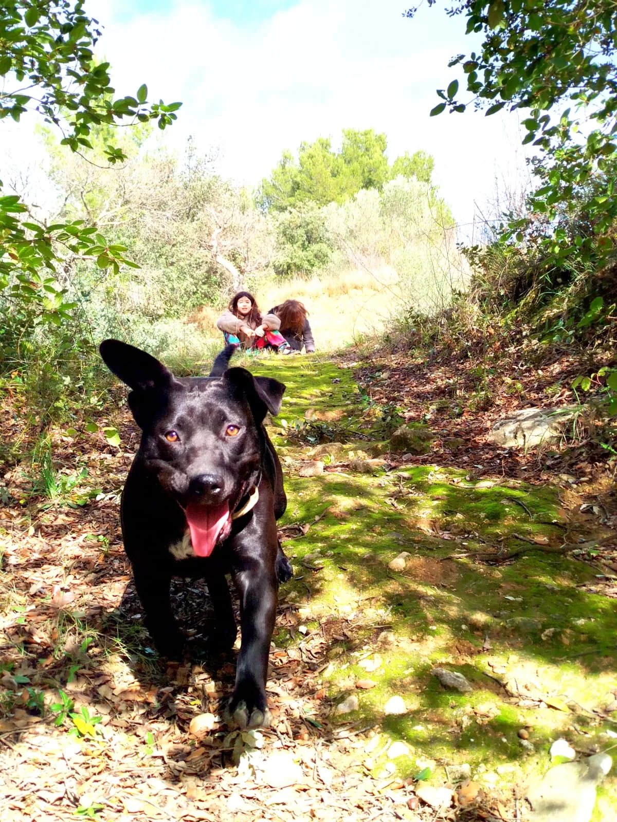 Portrait d'un chien en gros plan, Hérault
