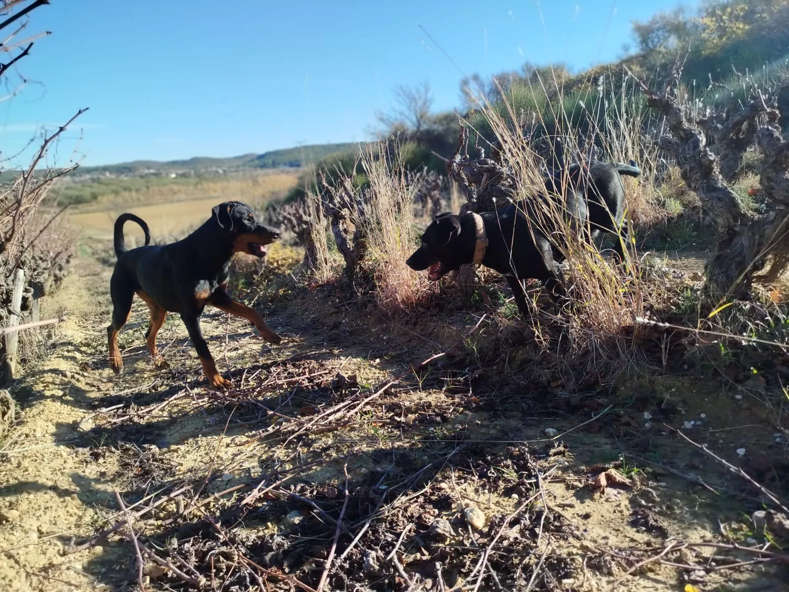 Rencontre canine entre deux chiens encadrée