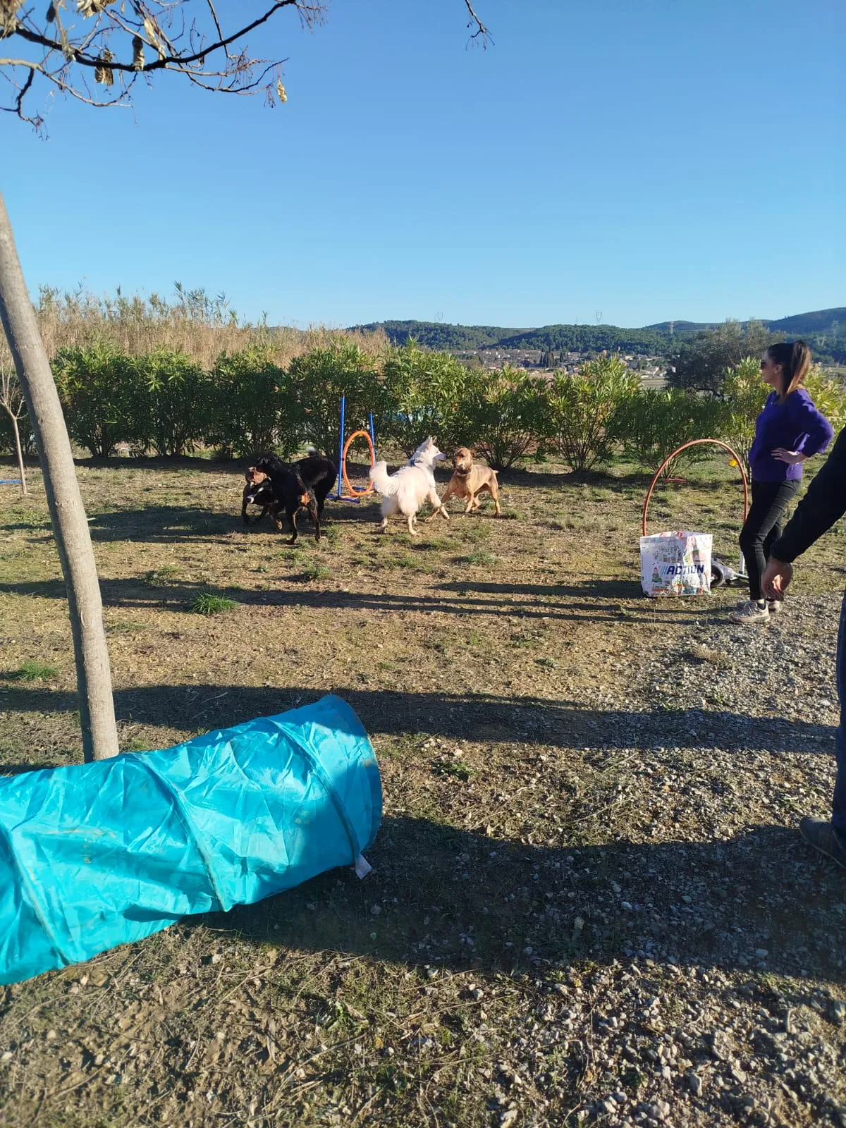 Rencontre canine de groupe pour la socialisation