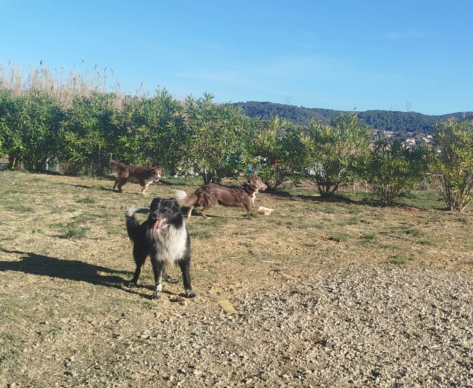 Socialisation de groupe avec trois chiens dans l'Hérault